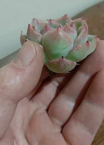  Beden pembe Renk Echeveria pink crystal 