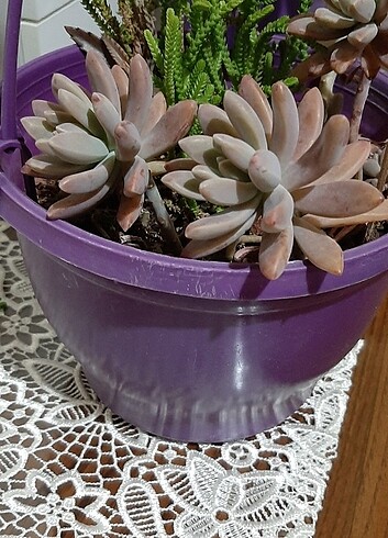 Graptoveria francesco baldi