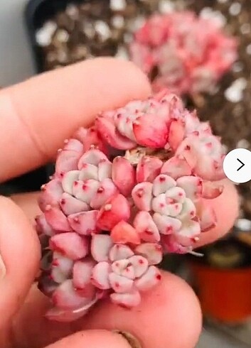 Echeveria lucky bubble 