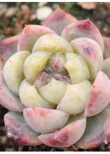 Echeveria phantom