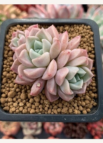 Echeveria pink spot