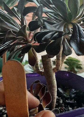 Diğer Aeonium nigrum