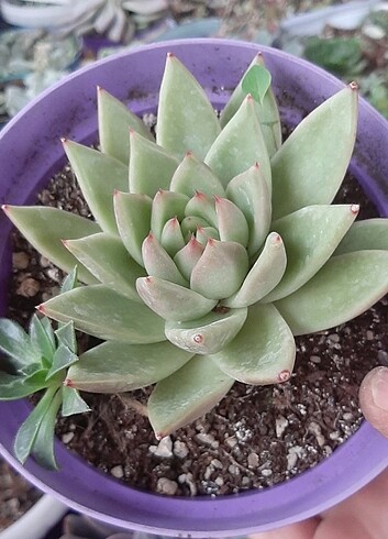 agavoides watter lily
