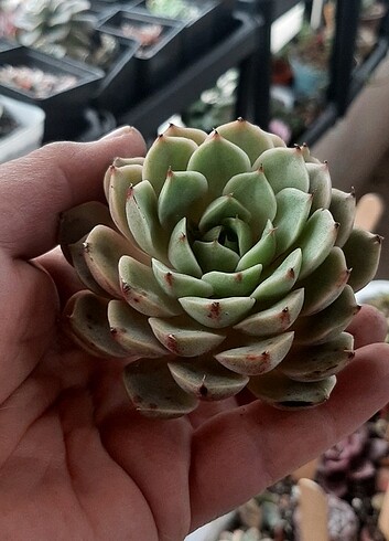 Echeveria ben badis