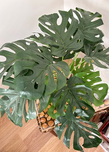 Ikea Koyu Yeşil Monstera Saksı Bitkisi