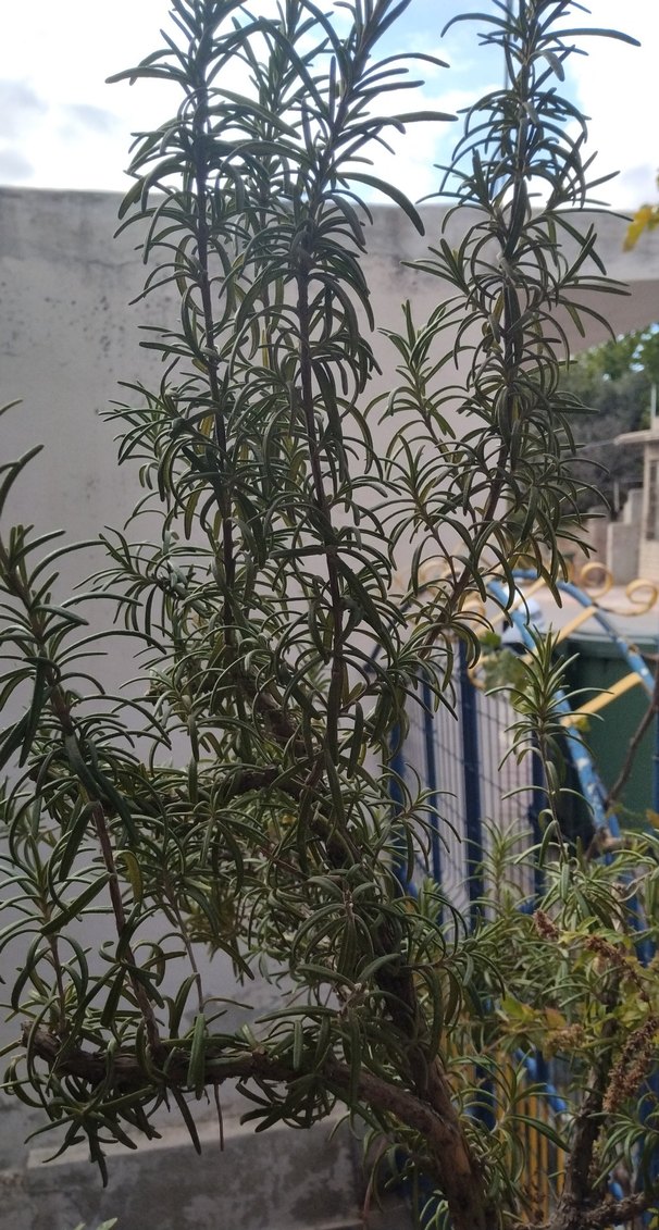 biberiye fidesi - Görsel 2