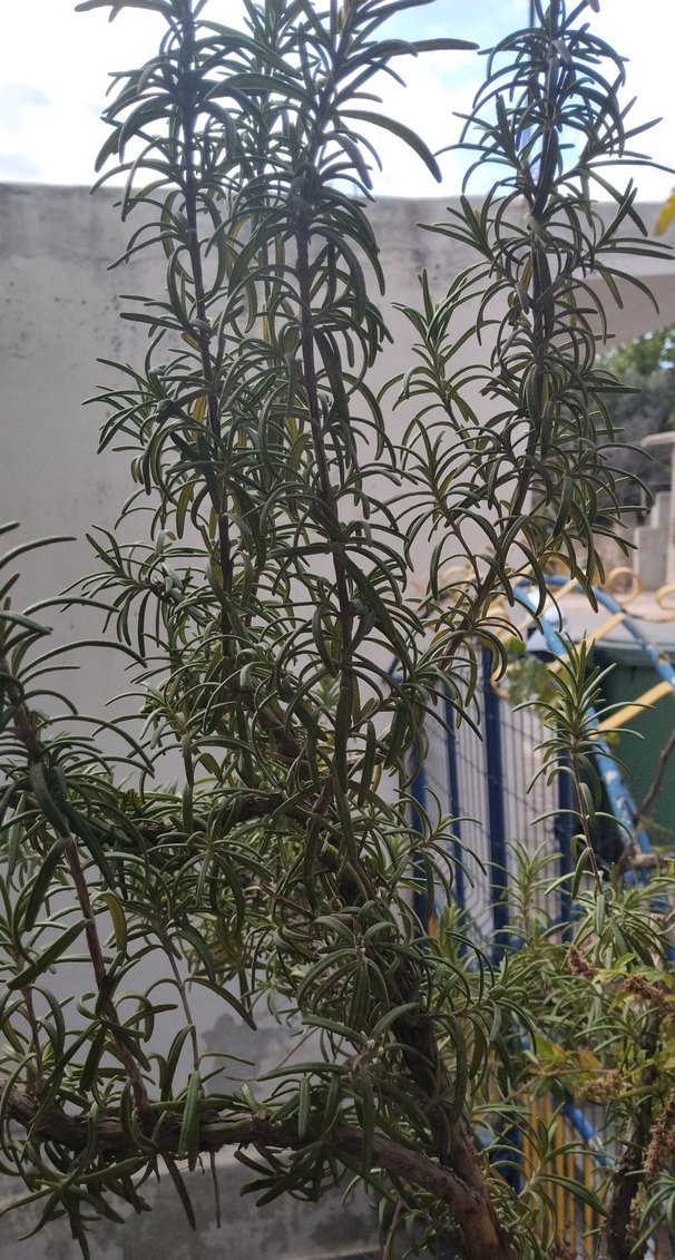 biberiye fidesi - Görsel 3