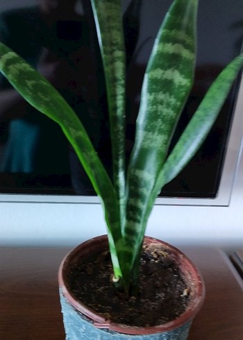 Yeşil yapraklı dekoratif saksı bitkisi - Görsel 5