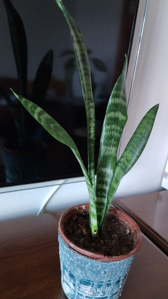 Yeşil yapraklı dekoratif saksı bitkisi - Görsel 2