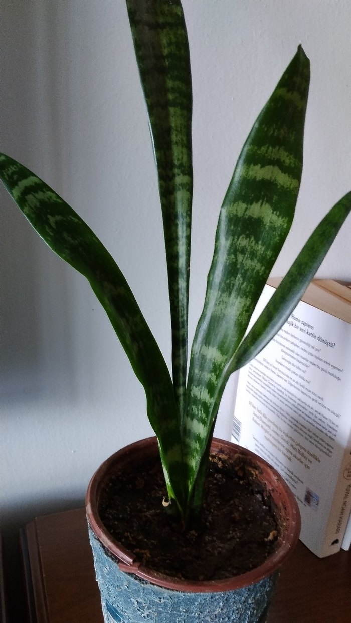 Yeşil yapraklı dekoratif saksı bitkisi - Görsel 3