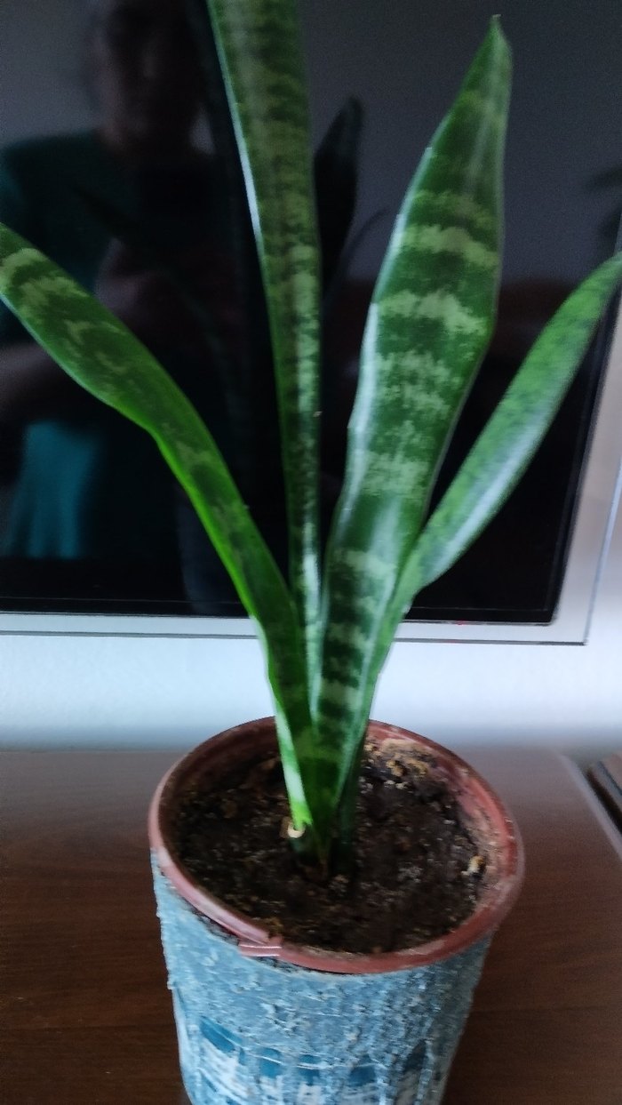 Yeşil yapraklı dekoratif saksı bitkisi - Görsel 5