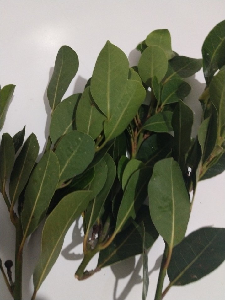 Defne Yaprağı Demeti - Görsel 2