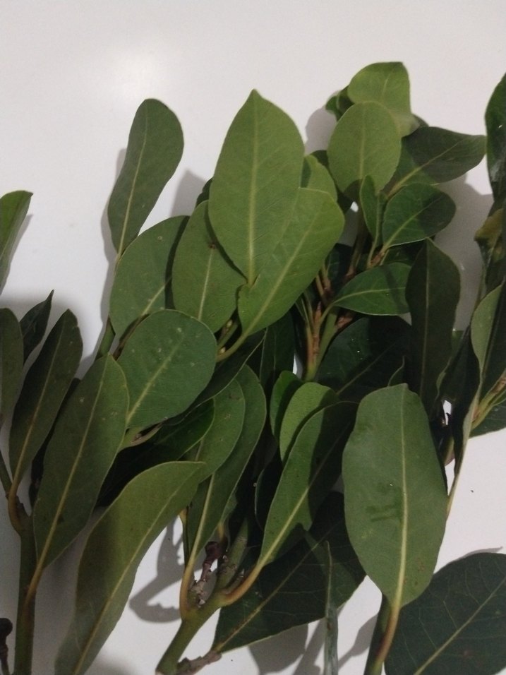 Defne Yaprağı Demeti - Görsel 3