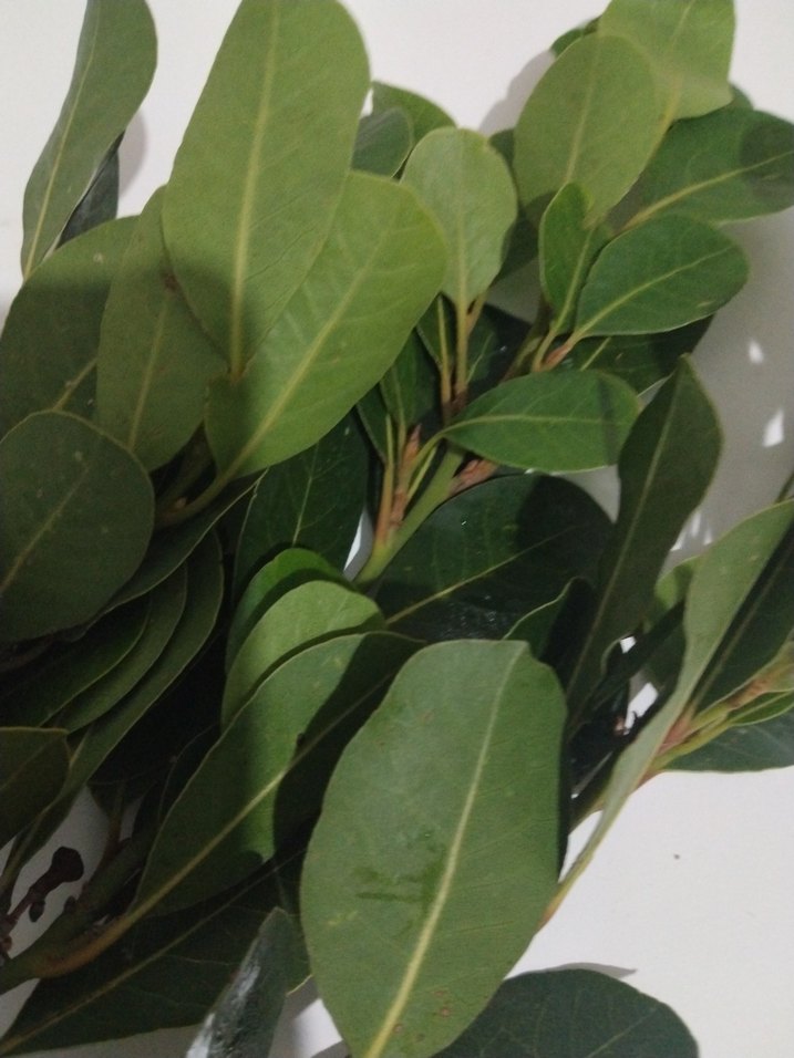 Defne Yaprağı Demeti - Görsel 4