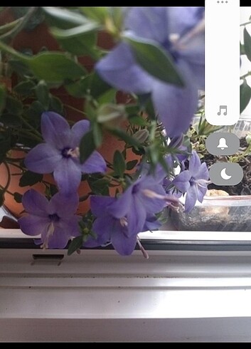 maviş çiçeği - Görsel 5