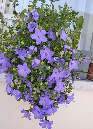 maviş çiçeği - Görsel 6