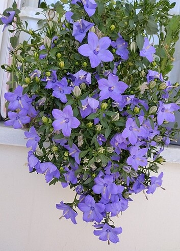 maviş çiçeği - Görsel 7