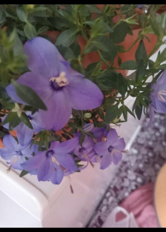 maviş çiçeği - Görsel 3