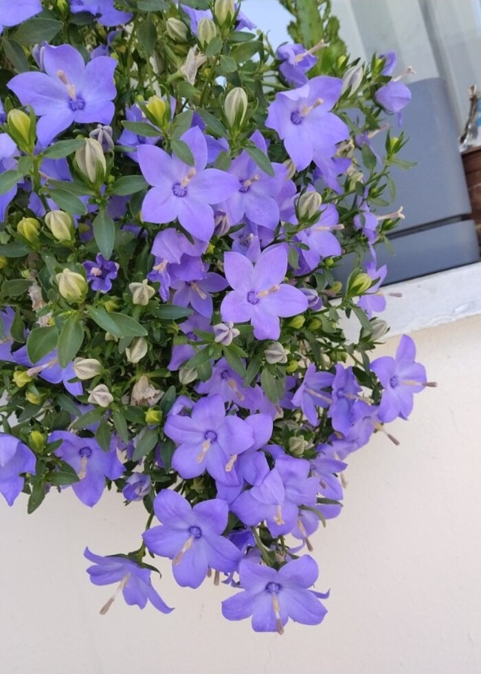 maviş çiçeği - Görsel 2