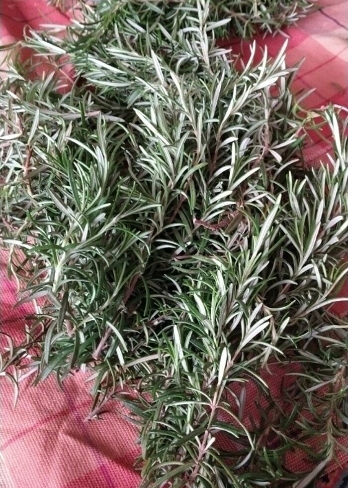 Taze veya kuru biberiye  - Görsel 3