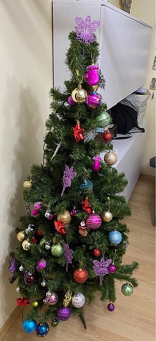 Leva çam ağacı