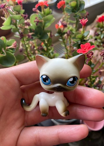 miniş