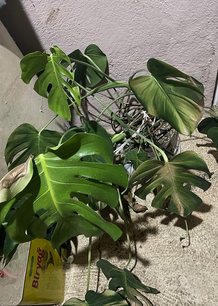 38 beden kisa abiye - Görsel 2