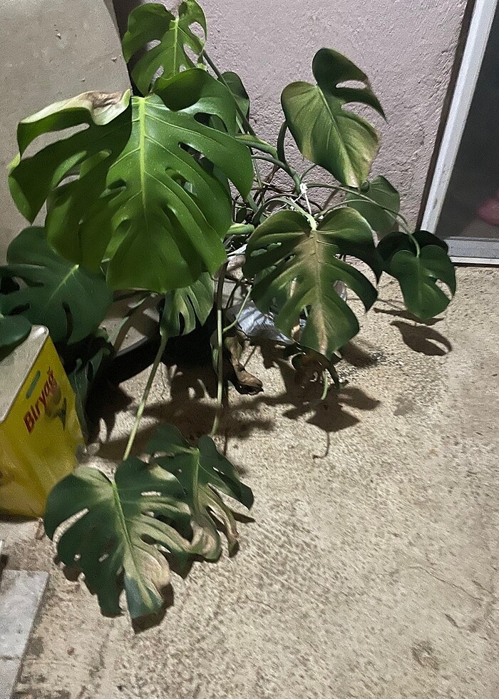 38 beden kisa abiye - Görsel 3