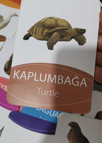 Çok Renkli Hayvan Kartları Eğitici Oyuncak - Görsel 2