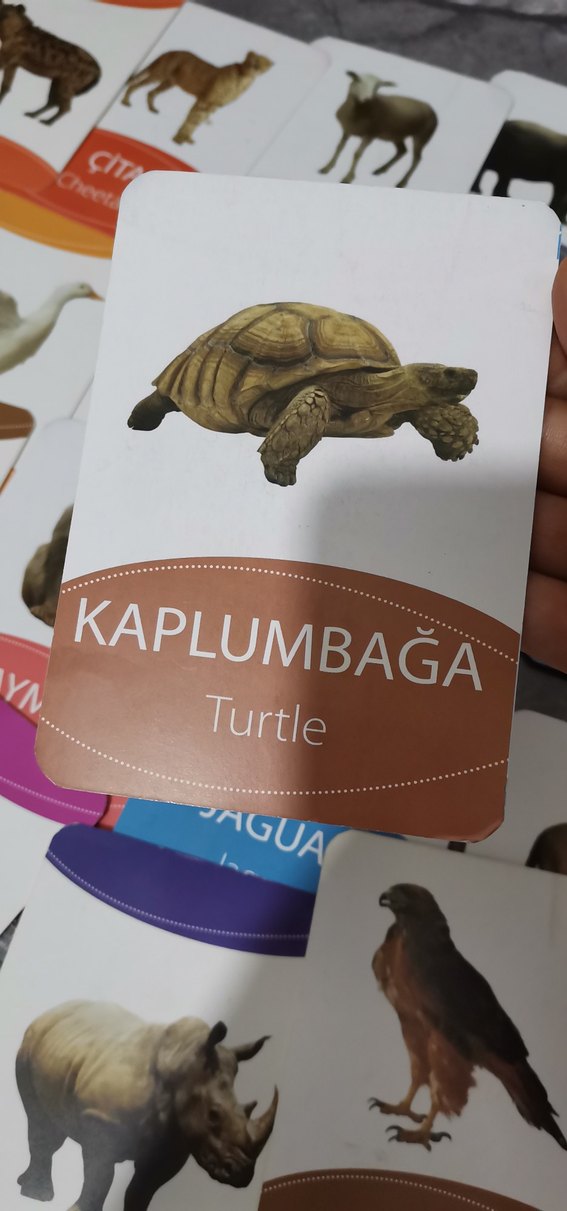 Çok Renkli Hayvan Kartları Eğitici Oyuncak - Görsel 2