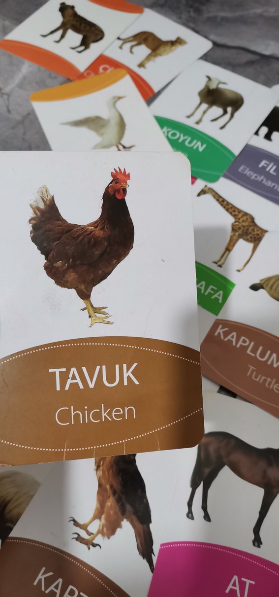 Çok Renkli Hayvan Kartları Eğitici Oyuncak - Görsel 3