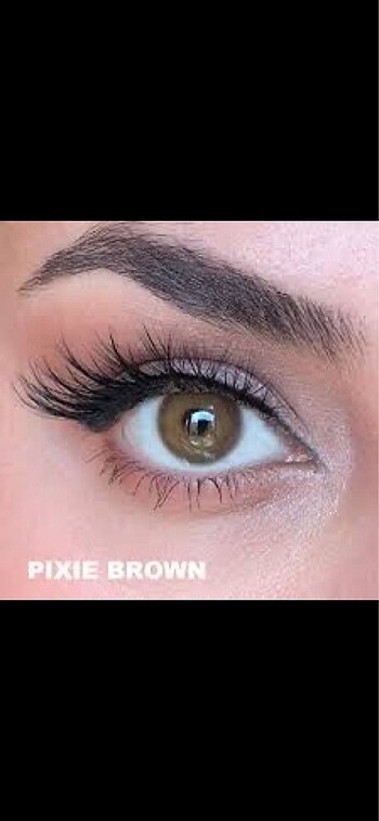 Labella pixie brown yıllık + solüsyon