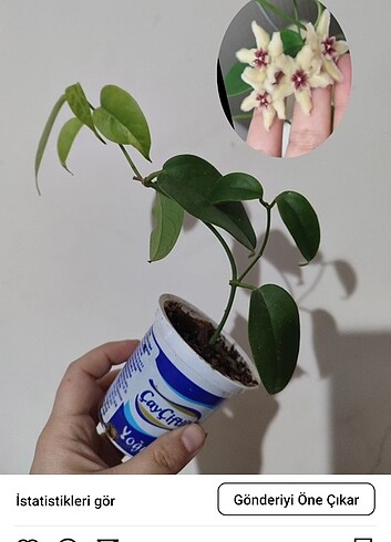  Hoya buoti