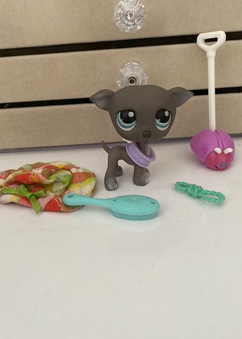 Lps Tazı Köpek Miniş