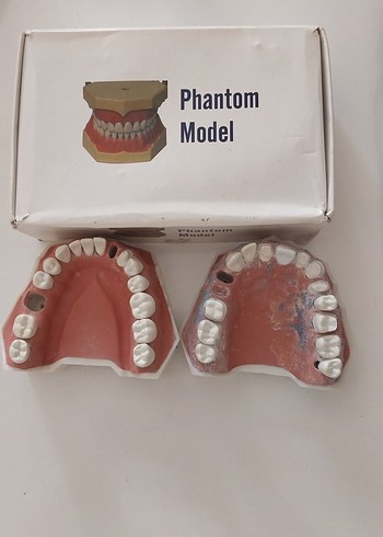 Phantom Model Diş Modeli Seti