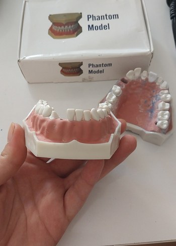 Beden Phantom Model Diş Modeli Seti