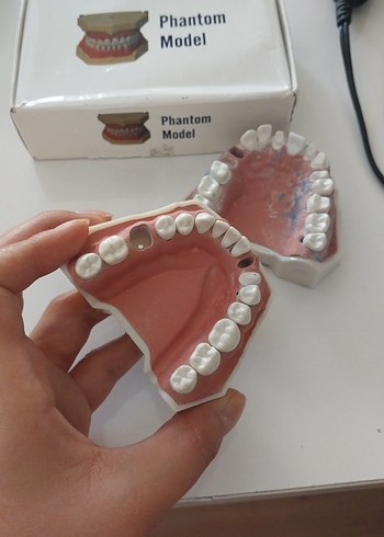Beden Renk Phantom Model Diş Modeli Seti