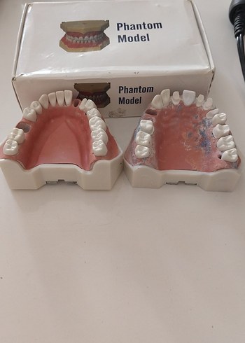 Phantom Model Diş Modeli Seti