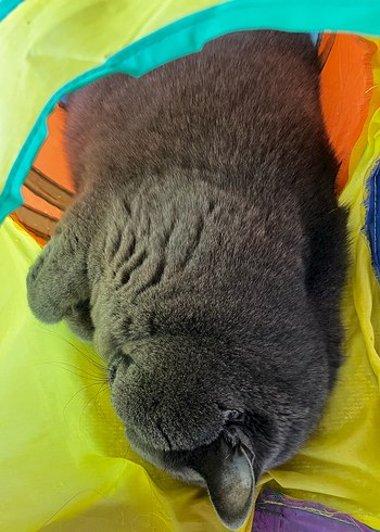 Gri Kedi Tüneli