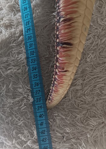 Spinosaurus Dinozor Figür (Büyük Boy) - Görsel 6