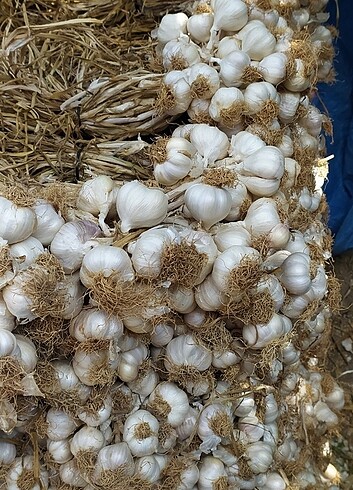 Sarımsak 