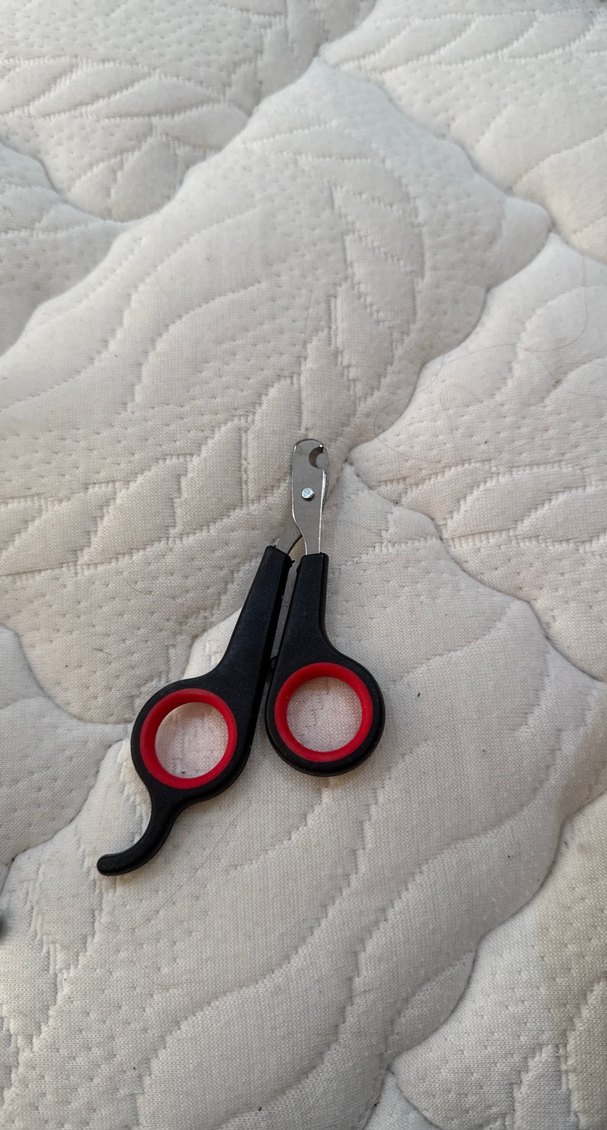 Sarı tavşan Suluk ve Tırnak Makası Seti - Görsel 3