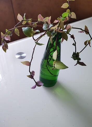 Telgraf çiçeği - Tradescantia