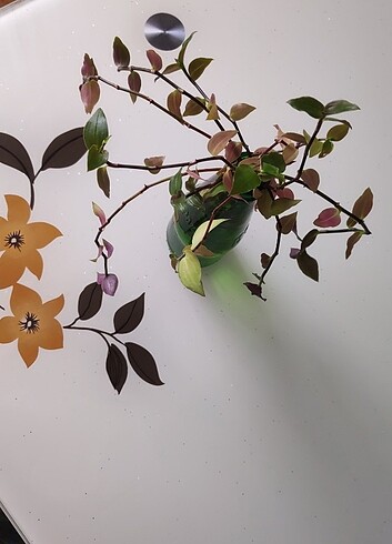 Beden Telgraf çiçeği - Tradescantia