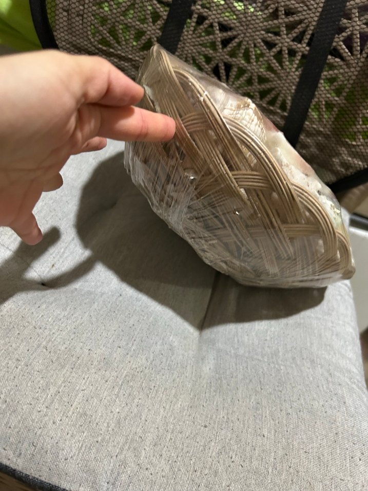 Renkli Deniz Kabuğu Dekoratif Obje - Görsel 2