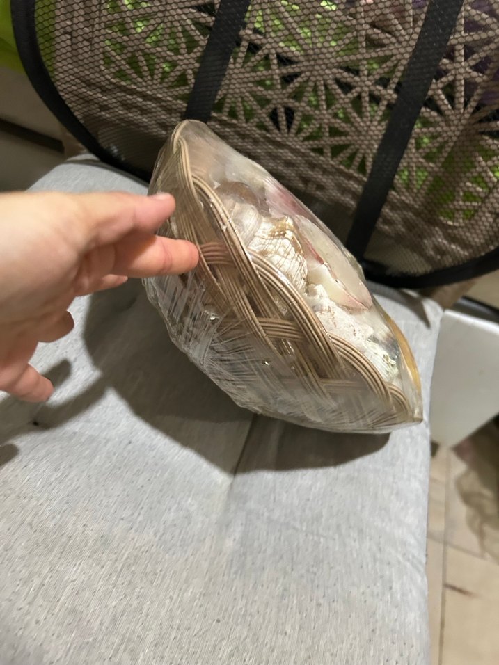 Renkli Deniz Kabuğu Dekoratif Obje - Görsel 3