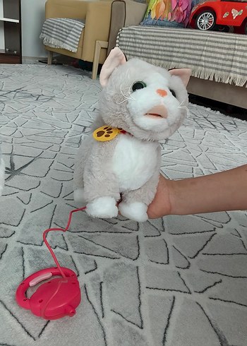 Bej-beyaz yürüyen tasmalı kedi - Görsel 5