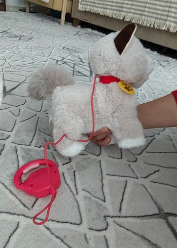 Bej-beyaz yürüyen tasmalı kedi - Görsel 6