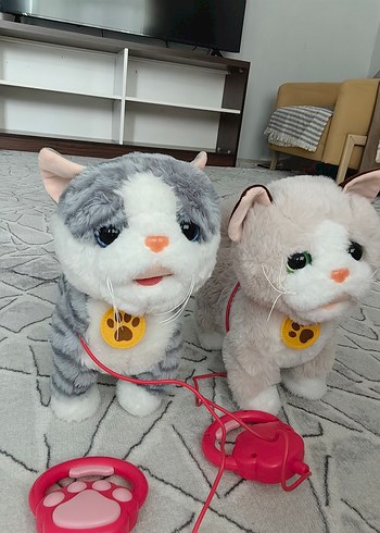 Bej-beyaz yürüyen tasmalı kedi - Görsel 8