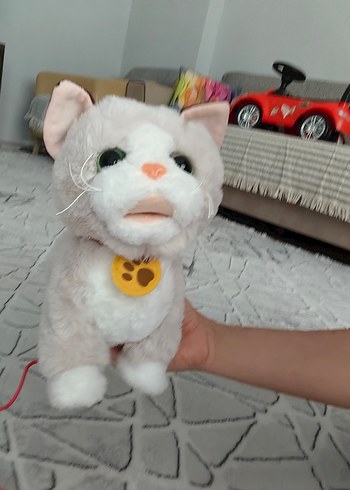 Bej-beyaz yürüyen tasmalı kedi - Görsel 2